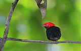 Round-tailed Manakin